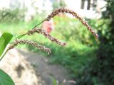 Persicaria lapathifolia