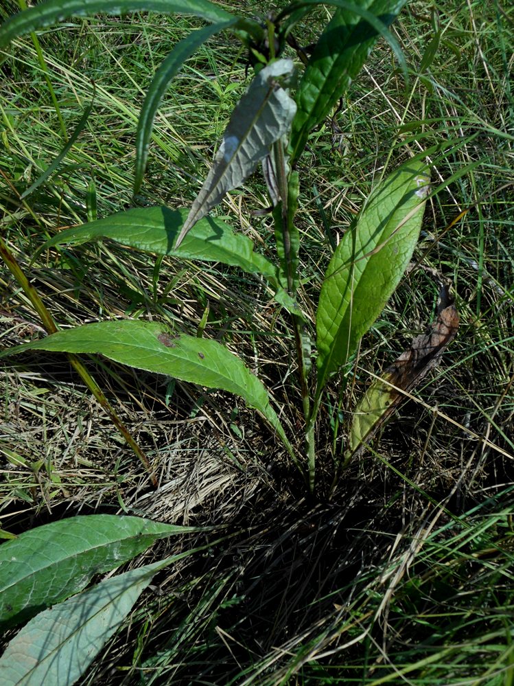 Image of Saussurea amurensis specimen.