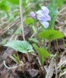 Viola selkirkii