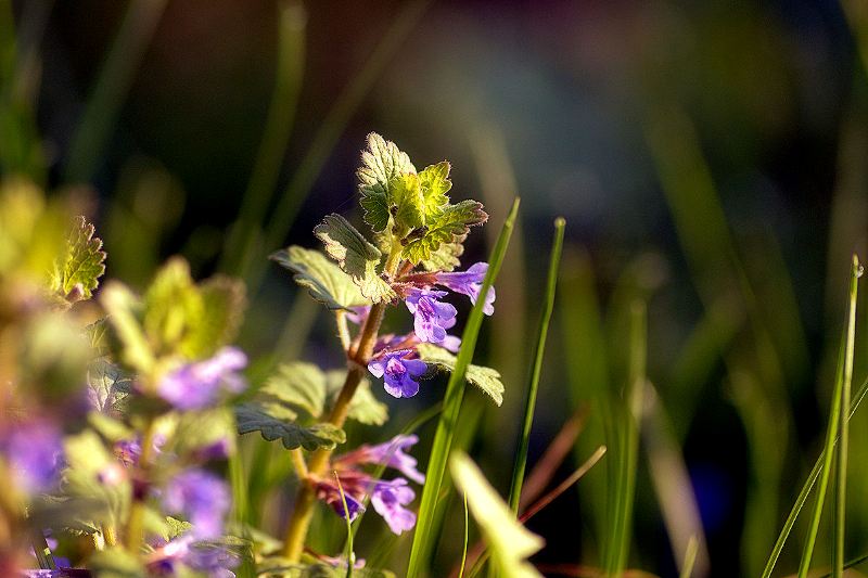 Изображение особи Glechoma hederacea.