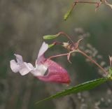 Impatiens glandulifera