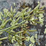 Cryptogramma crispa