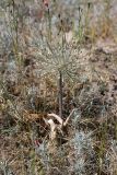 Allium protensum. Цветущее растение. Южный Казахстан, восточная граница пустыни Кызылкум. 04.05.2013.