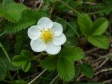 Fragaria viridis. Аномальный цветок с 6 лепестками. Ярославская обл., Переславский р-н, национальный парк «Плещеево озеро», Александрова гора. 20 мая 2013 г.