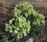 Helleborus foetidus