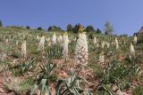 Eremurus lactiflorus