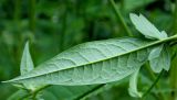 Dipsacus pilosus