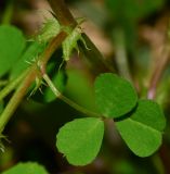 Medicago polymorpha