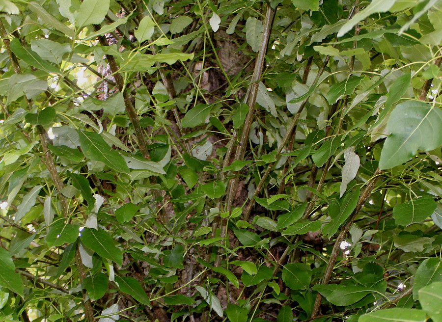 Изображение особи род Populus.