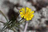 Hieracium filifolium. Соцветие. Ленинградская обл., Лужский р-н, окр. дер. Сяберо, беломошный сосновый бор. 07.09.2014.