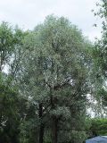 Salix alba. Крона взрослого дерева летом (отличается от других ив светлой листвой). Санкт-Петербург. 12 мая 2009 г.
