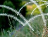 Stipa borysthenica