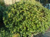 Pittosporum tobira