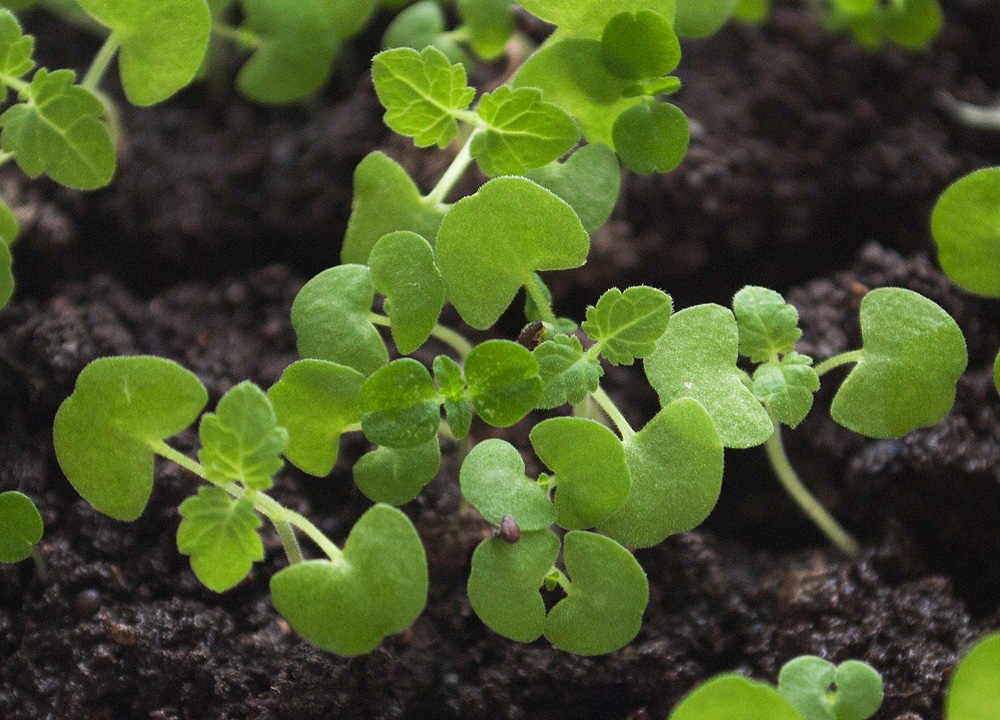 Изображение особи Nepeta cataria.