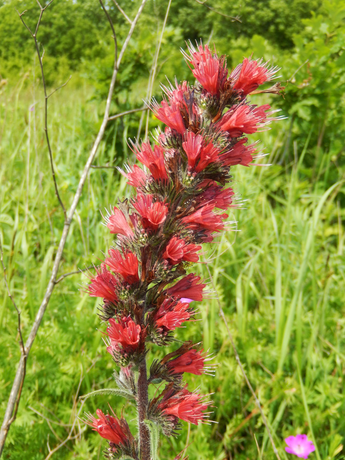 Изображение особи Echium russicum.