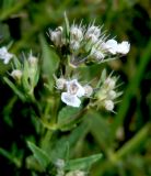 Nepeta parviflora