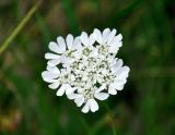 Orlaya grandiflora. Соцветие. Крым, Бахчисарайский р-н, окр. пещерного г. Чуфут-Кале, опушка смешанного леса. 08.06.2016.