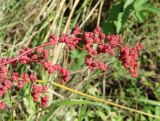 род Chenopodium. Верхняя часть побега с соплодиями. Иркутская обл., Иркутский р-н, окр. дер. Жердовка, луг в долине р. Куда. 07.09.2016.