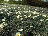 Dryas ajanensis