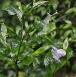 род Strobilanthes