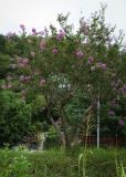 Lagerstroemia indica. Цветущее дерево. Абхазия, г. Гагры, озеленение. 16.09.2014.