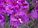 Bougainvillea glabra