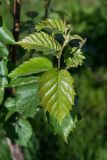 Betula papyrifera. Верхушка молодого побега. Нижний Новгород, газон, в культуре. 05.06.2017.