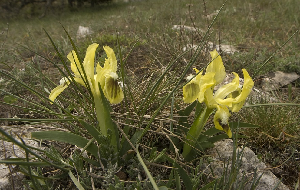 Изображение особи Iris pumila.