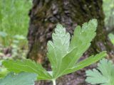 Geranium divaricatum