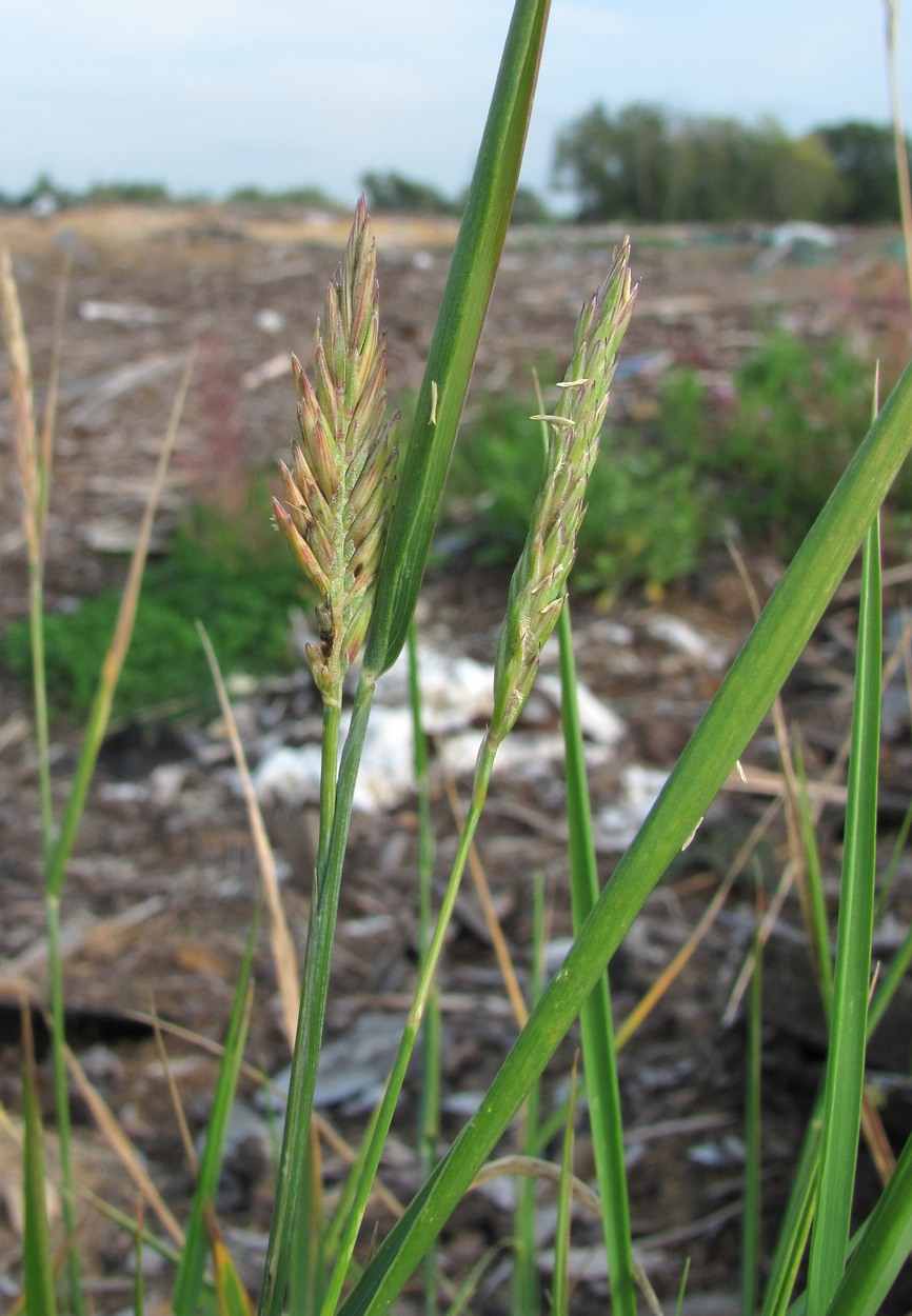 Изображение особи род &times; Agrotrigia.