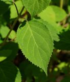 Hydrangea arborescens