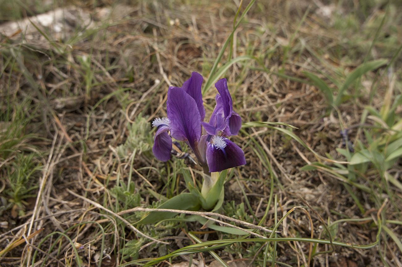 Изображение растения Iris pumila.