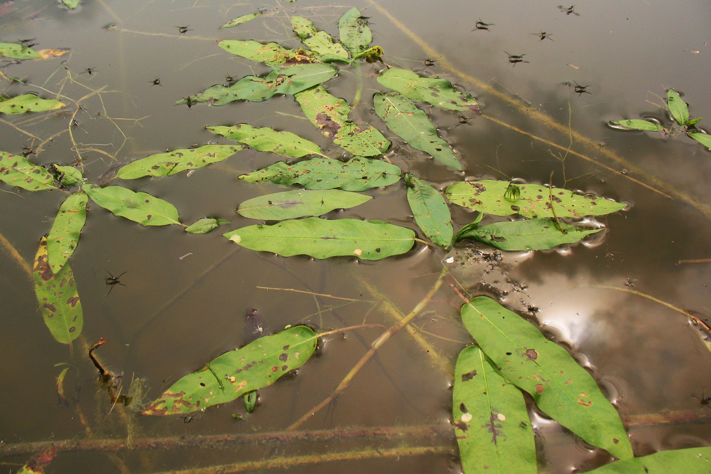 Изображение особи Persicaria amphibia.