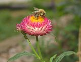 Xerochrysum bracteatum