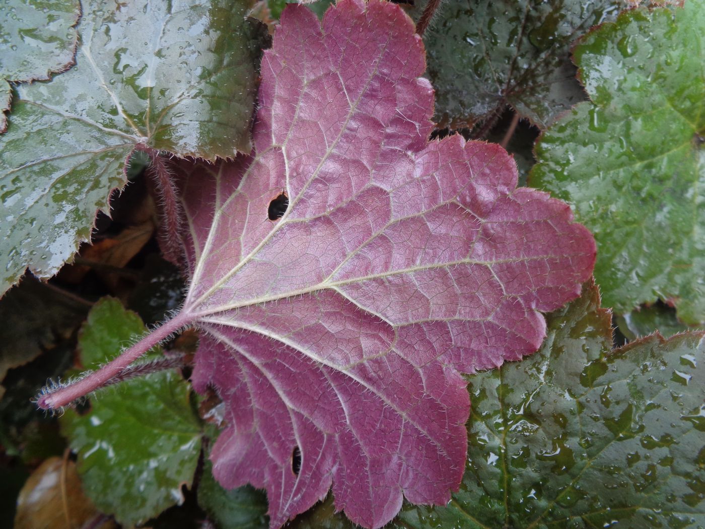 Изображение особи Heuchera micrantha.