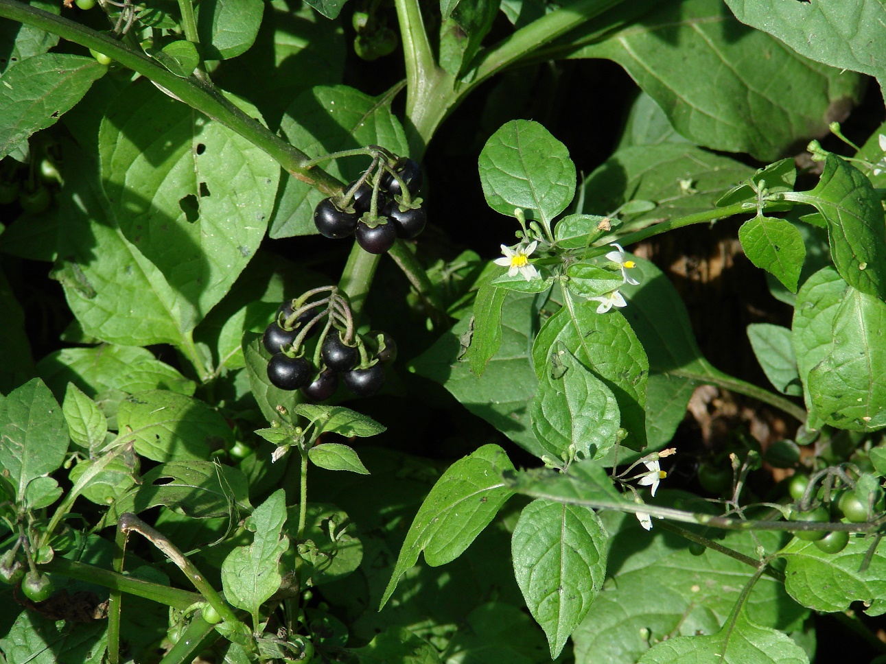 Изображение особи Solanum nigrum.