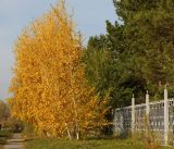 Betula pendula. Деревья с листьями в осенней окраске. Казахстан, Восточно- Казахстанская обл., г. Усть-Каменогорск, в культуре. 17.10.2017.