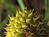 Carex rostrata. Мешочки с заключёнными в них плодами. Нидерланды, провинция Drenthe, национальный парк Dwingelderveld, осоково-сфагновое болото. 18 июля 2010 г.