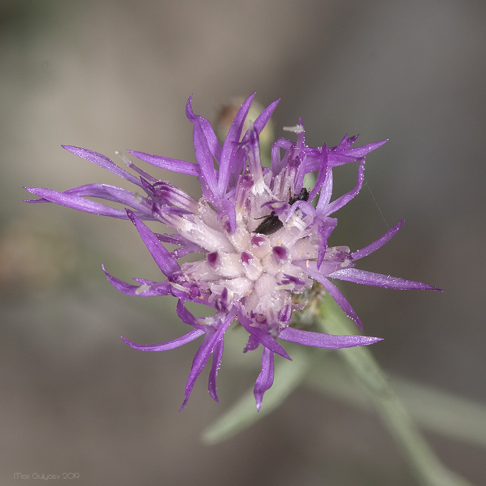 Изображение особи Centaurea caprina.