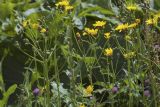 Sonchus arvensis