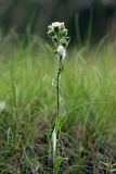 Erigeron acris