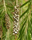 род Callistemon. Соплодие. Испания, Андалусия, провинция Малага, г. Бенальмадена, парк La Paloma. Август 2015 г.