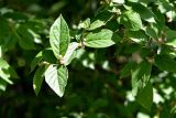 Cotoneaster foveolatus