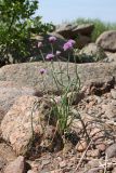 Allium schoenoprasum