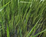 Equisetum fluviatile