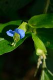 Commelina communis