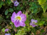 Asystasia gangetica. Цветок. Израиль, г. Бат-Ям, в озеленении высотного дома. 12.05.2020.
