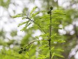 Taxodium huegelii. Верхушка веточки с шишками. Краснодарский край, г. Сочи, парк \"Дендрарий\", Японский сад, в культуре. 11.05.2021.