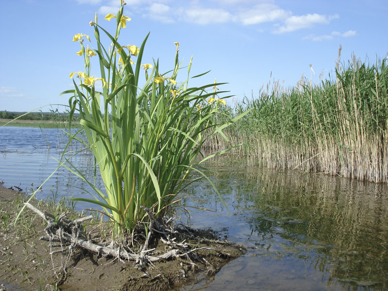 Изображение особи Iris pseudacorus.