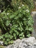 Cardamine amara